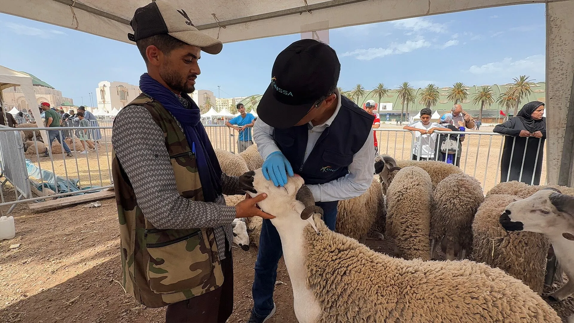 Aïd al-Adha: ONSSA Steps Up Health Inspections of Livestock in Casablanca