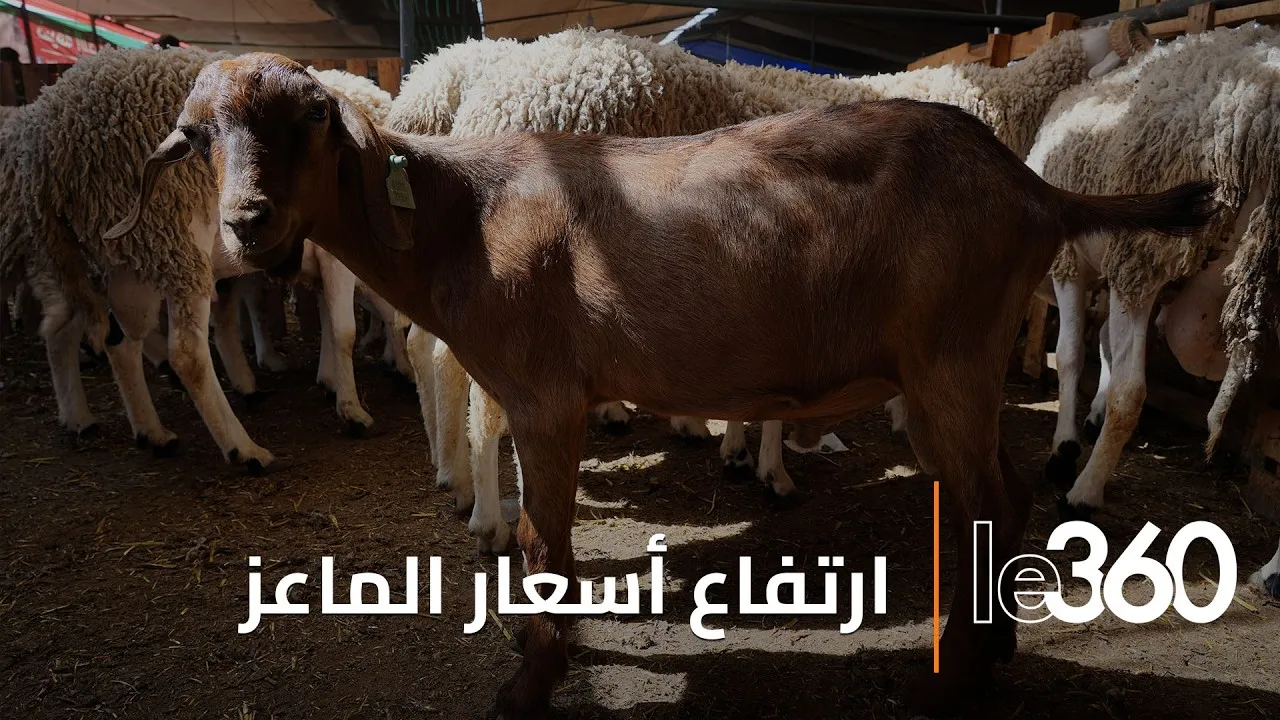 Current Goat Prices at Mediouna Market: A Comprehensive Overview