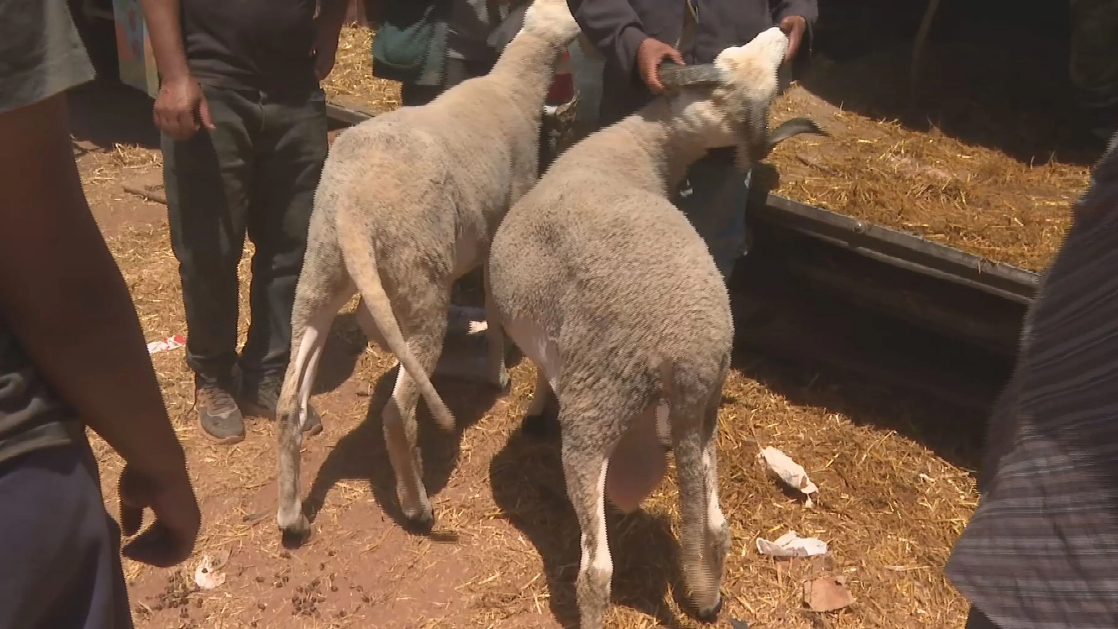 The Return of the Sheep Market: A Look at Morocco's Lamb Festival Amidst Rising Prices