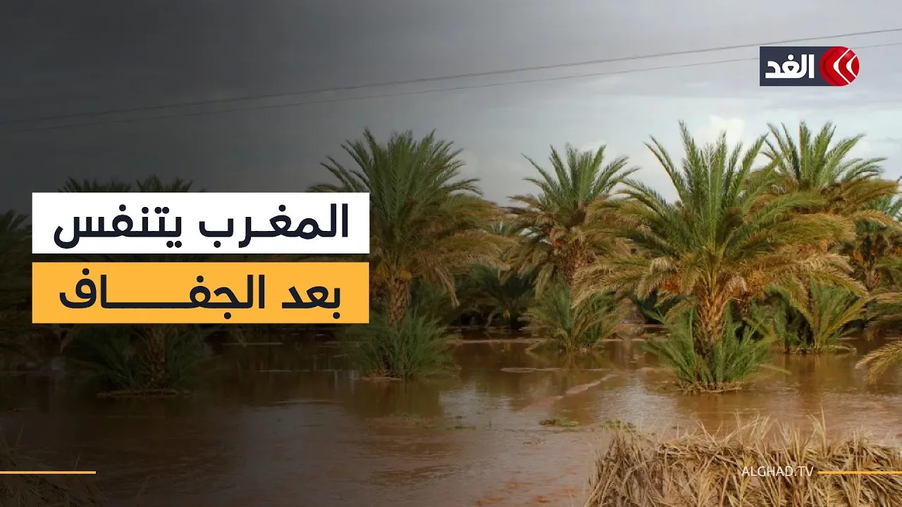 Morocco's Agricultural Sector Sees Remarkable Recovery with 90 Million Quintals Expected