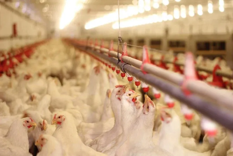 Concerns Over Chicken Prices and Cultural Identity in Morocco