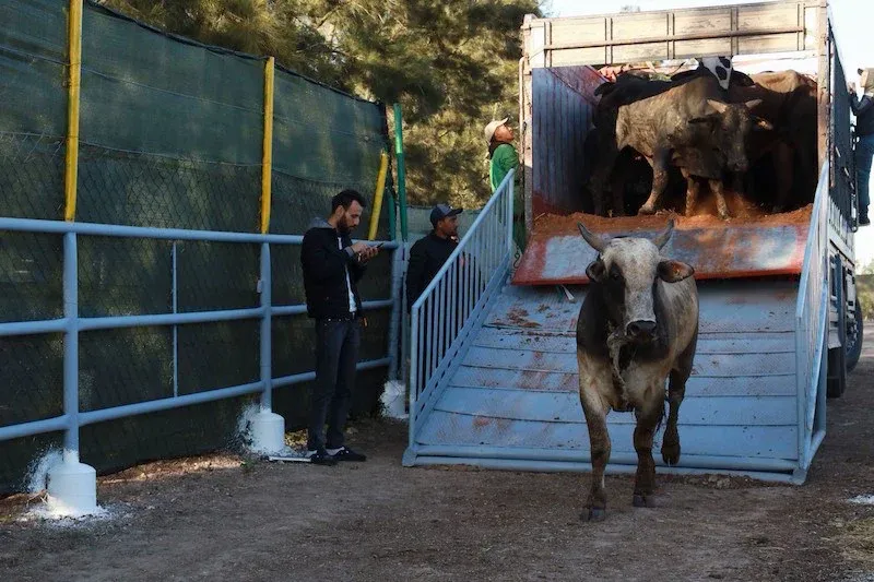 Suspension of Live Cattle Exports to Morocco Disrupts Spanish Meat Market