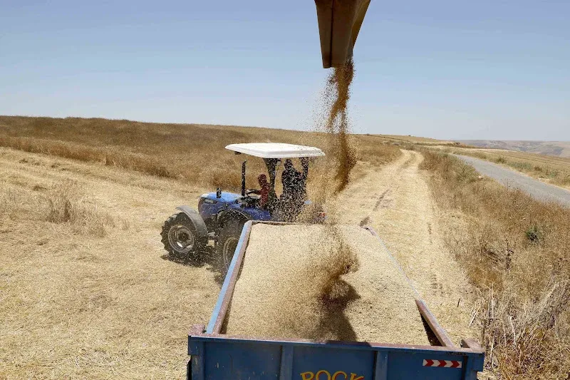 Harvest Season Faces Challenges Despite High Production Expectations