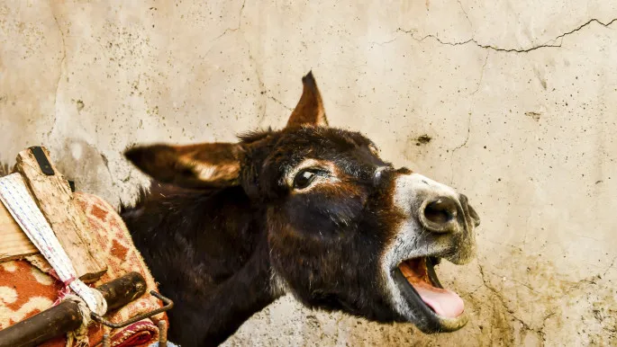 Moroccan Court Imposes Fine for Online Insult: A Look into Social Media Laws