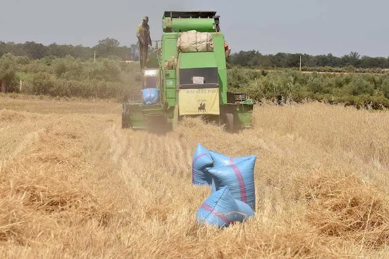 Morocco's Wheat Production Set to Reach 90 Million Quintals Amid Improved Conditions