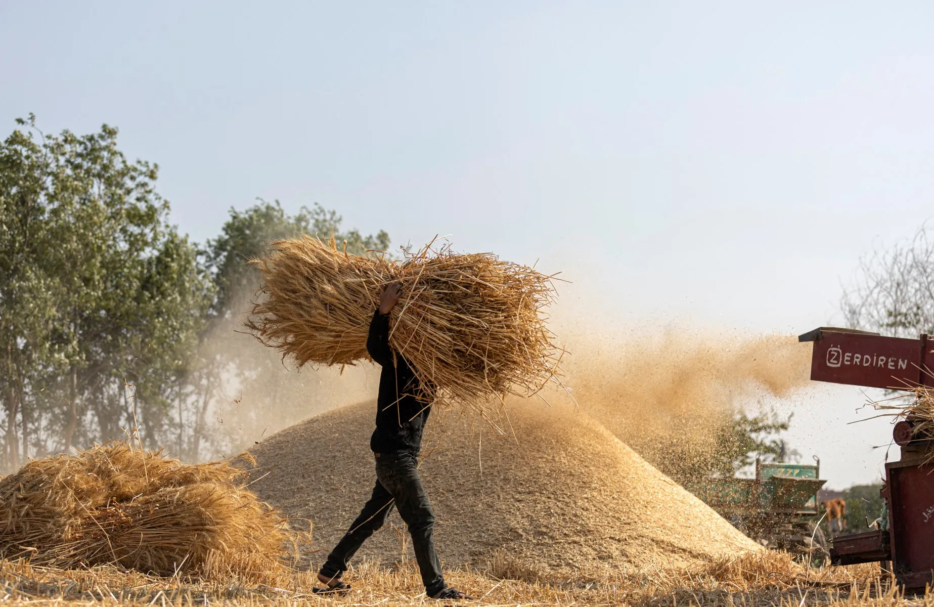 Morocco Anticipates Significant Wheat and Barley Harvests in 2026