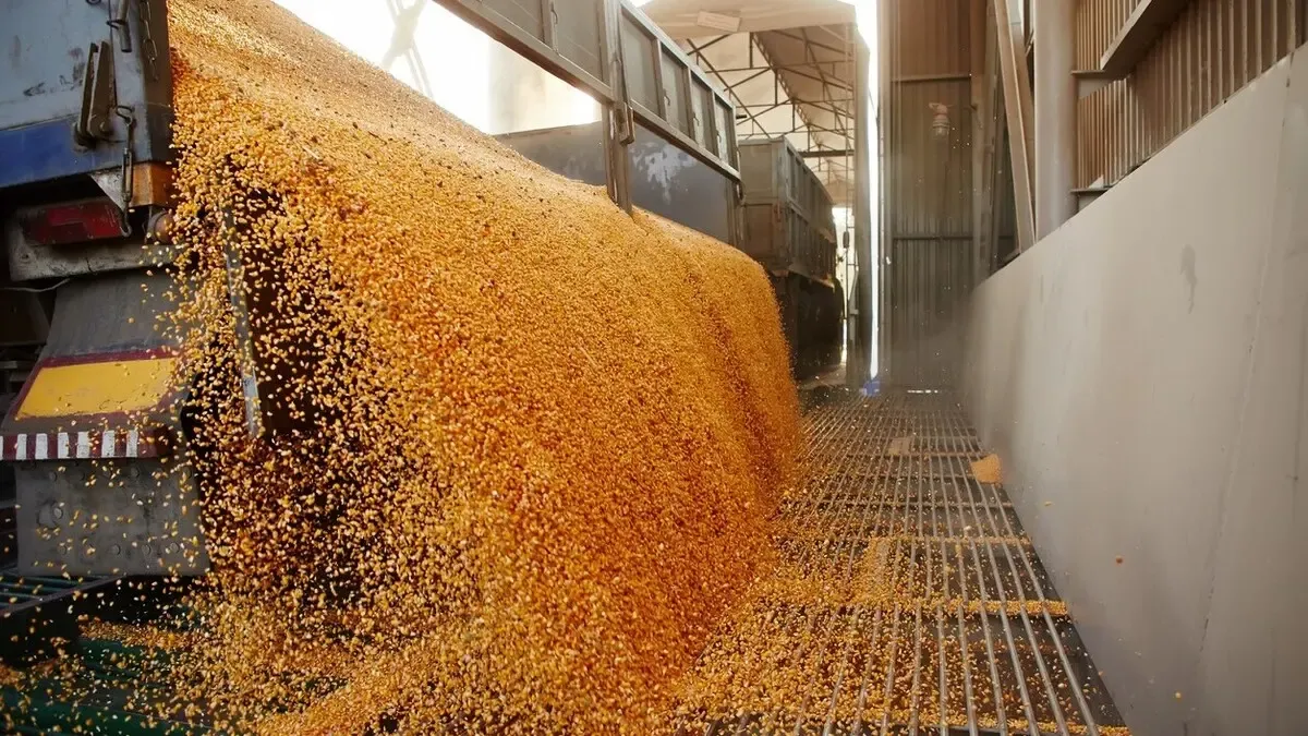 Crisis in Europe: The Impact of Rising Moroccan Wheat Production